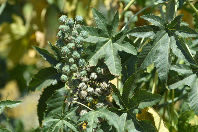 Castorbean is a perennial shrub or small tree. Plants may reach heights of 9 feet (3 m) or more. Plants are fast growing with sufficient water and high temperatures. Ricinus communis